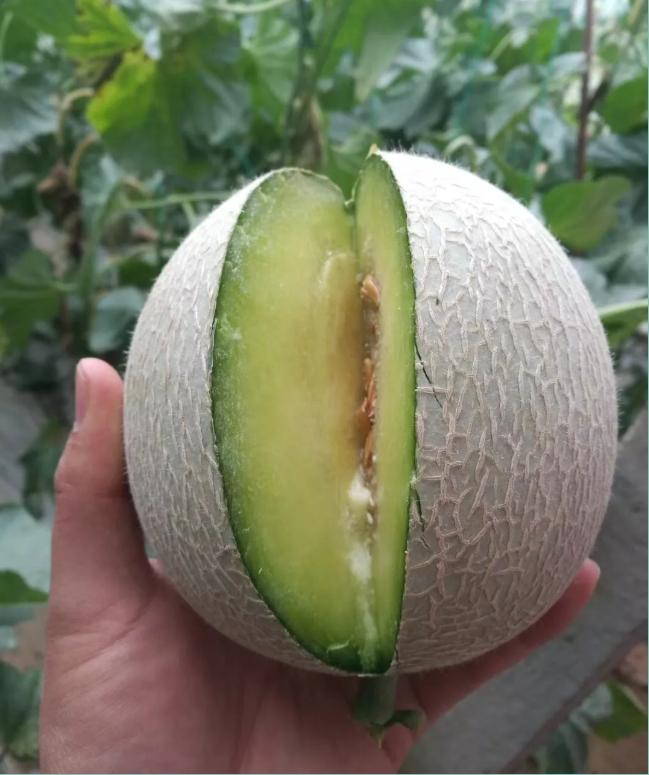 海阳网纹瓜的品种是鲁厚甜,它也属于哈密瓜的一种,但是口感,甜度,香味