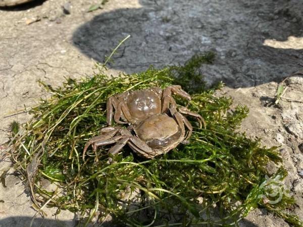 阳澄湖水产养殖户龚福明介绍,螃蟹在生长过程中会脱壳5次,第1次的脱壳