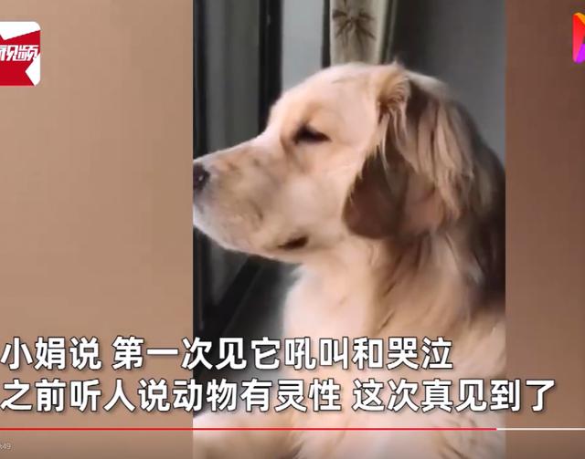 泪目狗狗听到全国哀悼日的警报声和汽笛声后吼叫哭泣