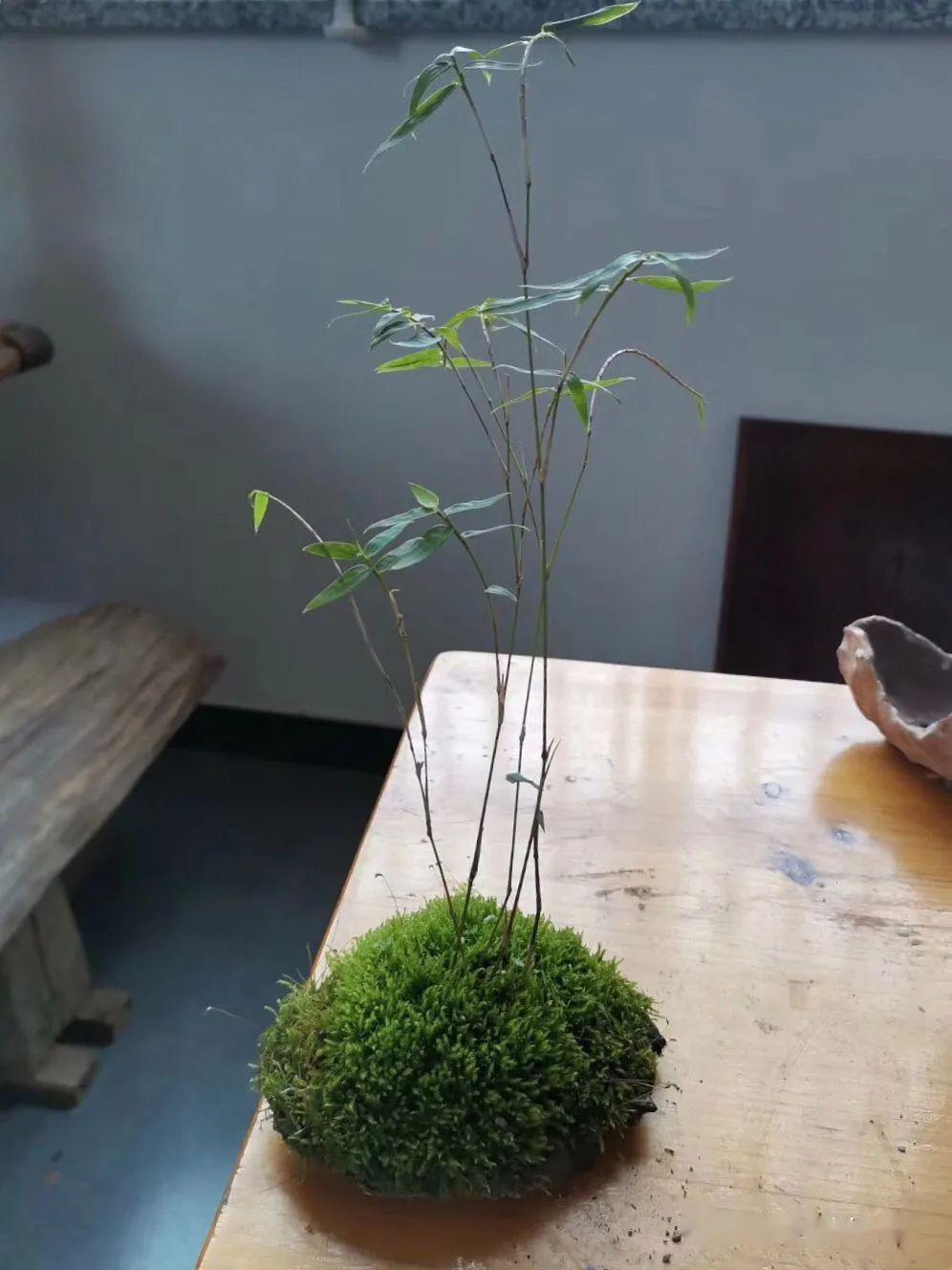 家有雅室养一盆竹盆景