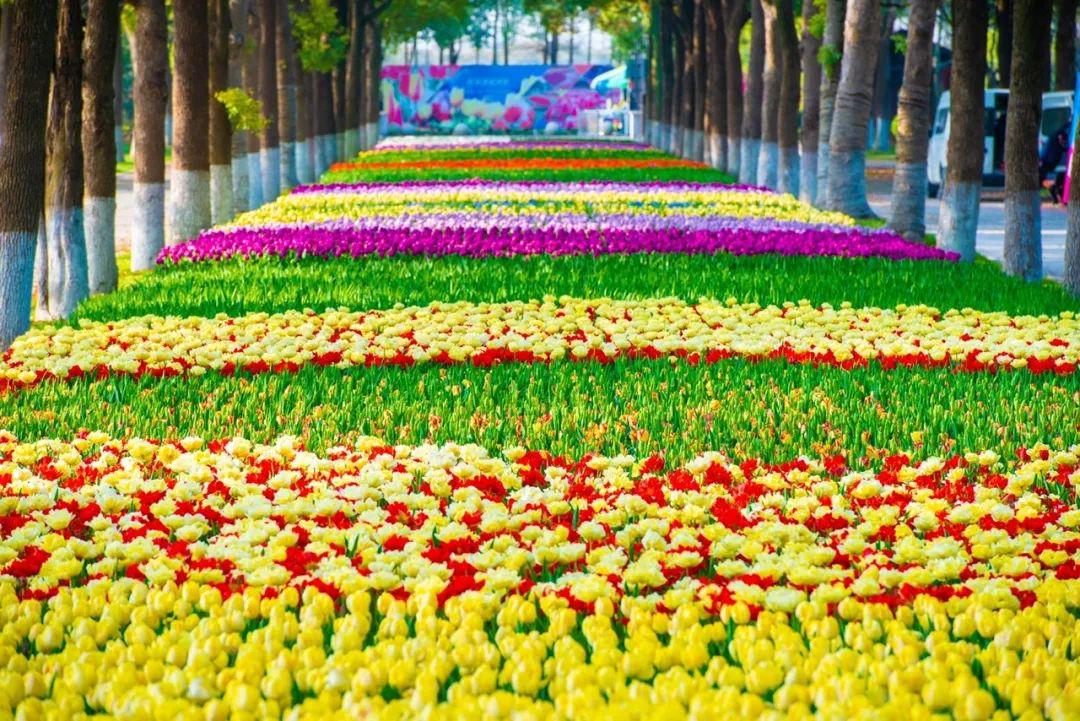 花田飘香探秘魔都网红花海