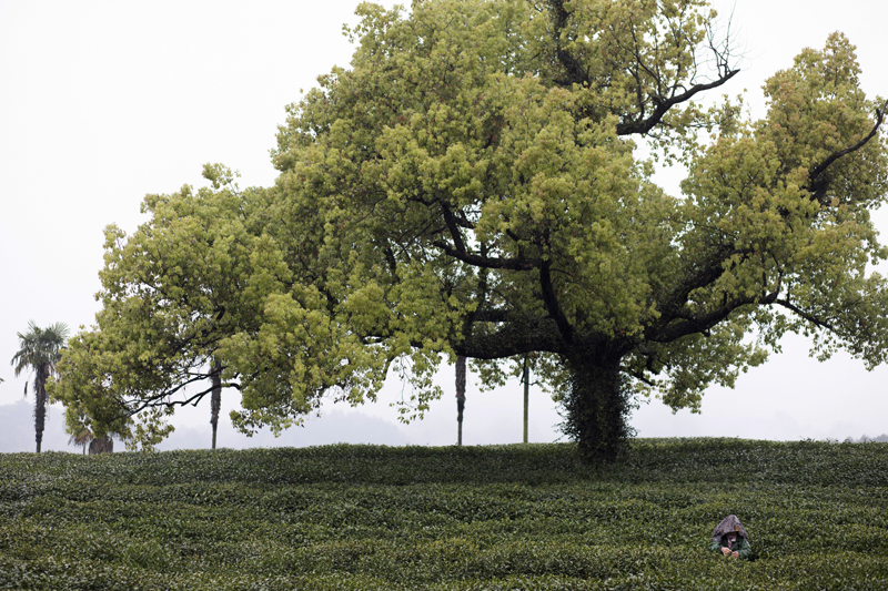 西湖畔茅家埠村的茶农们,遇到了采茶卖茶的新问题_茶园