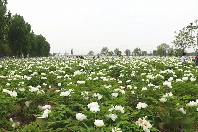 走进这一片牡丹基地,一股淡淡的花香便扑面而来,放眼望去,大片的油用