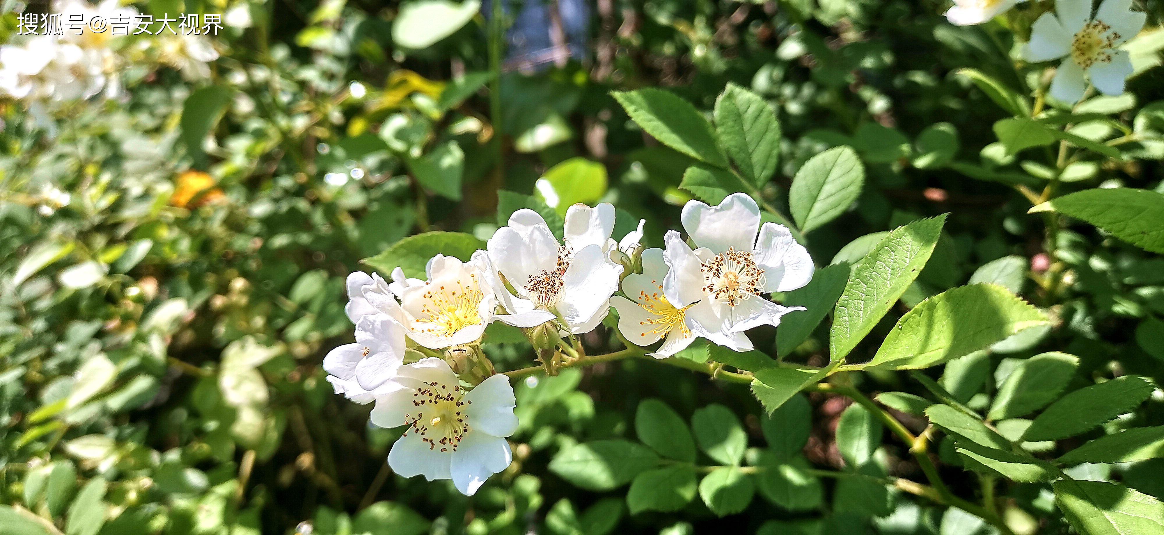 吉安视觉:后河味道的白色野蔷薇花开烂漫