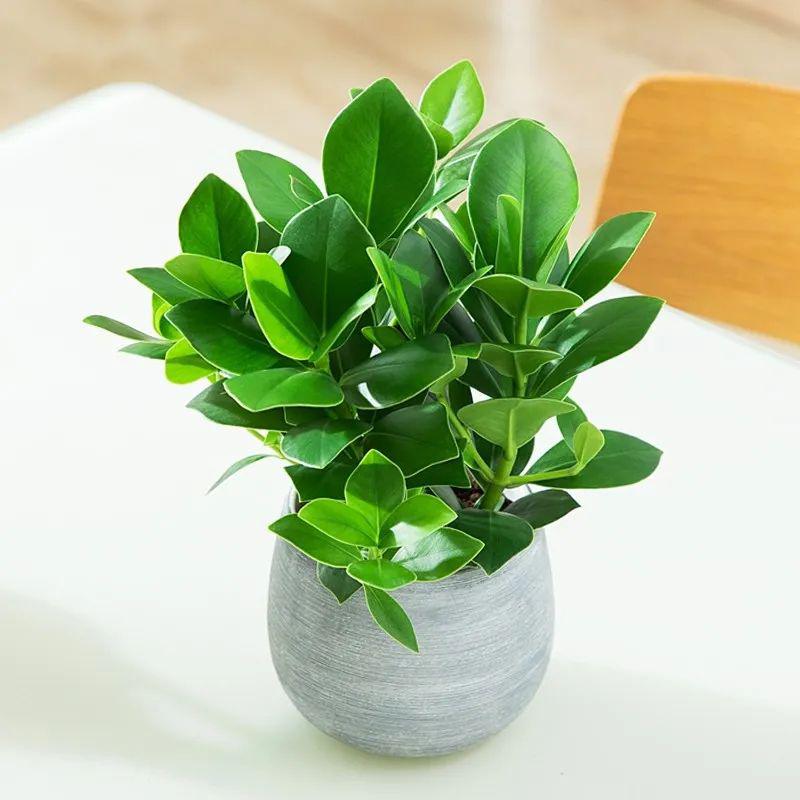 优选绿植签名树一棵可以在叶片上写字的小可爱