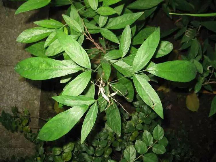 潮汕有一种母爱叫做石榴花仙草