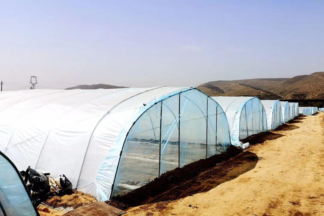 无籽西瓜大棚4月15日,记者在榆中县甘草店镇千亩无籽西瓜种植基地看到