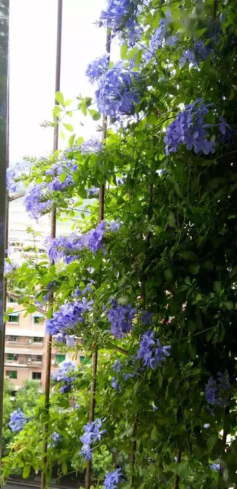 春天在窗台养几样植物窗帘夏天遮阳又清爽