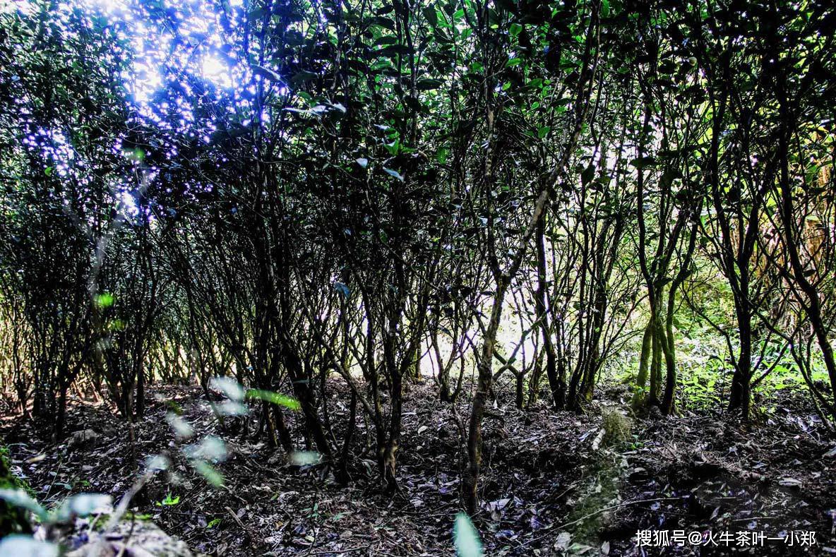 山场,"青苔味"更能体现树龄,而"木质味"则是水仙品质最为本质的"枞味"