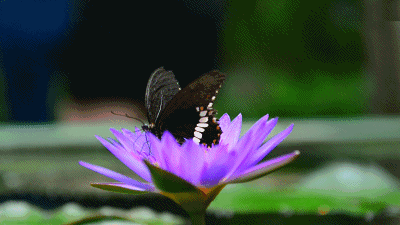 谁会敲碎蛋壳,谁会想到捅破蝶蛹,让蝴蝶诞生?