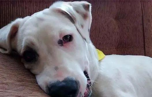 面对不断争吵的狗狗,主人也是十分地头疼,只能将它们轮流关在房间里.