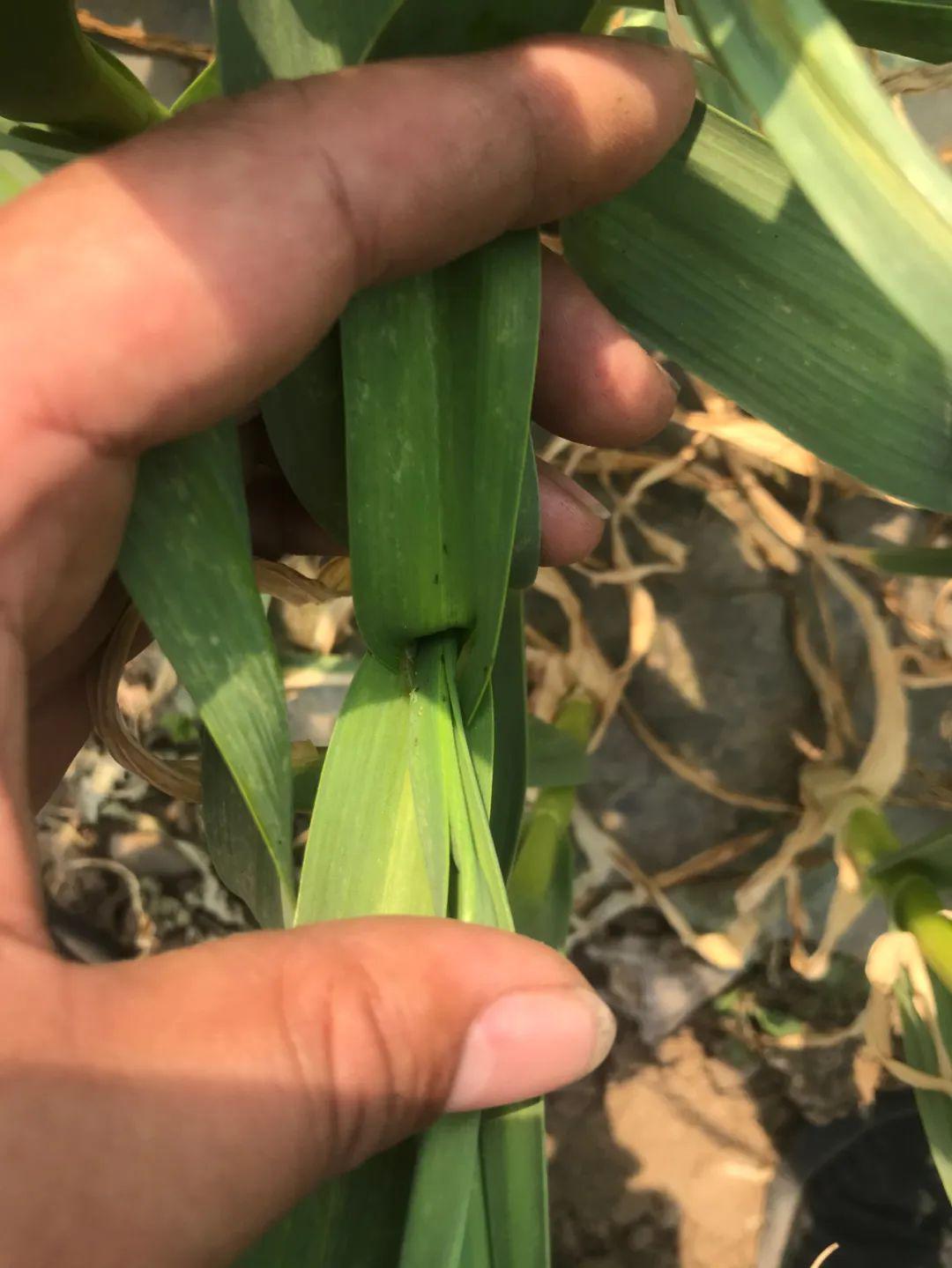 大蒜抽薹如何预防黄点斑黄条斑