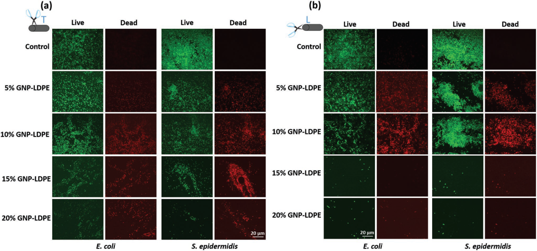 图4 活/死染色检查抗菌活性.