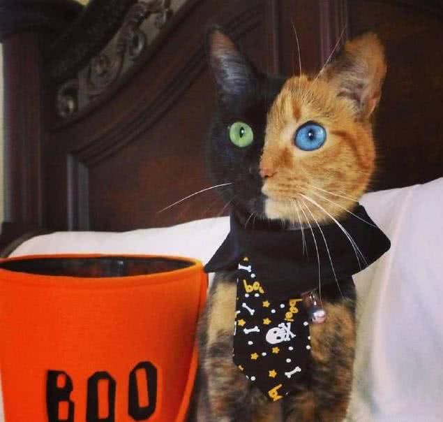 国外一只猫咪火了,橘猫黑猫脱不了关系,姑且就叫黑橘猫吧