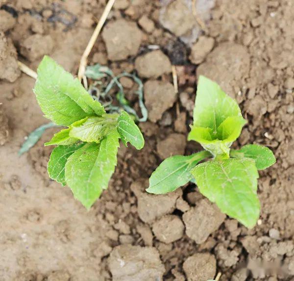 一日一蔬:4月15日,洋姜之芽,可以燎原
