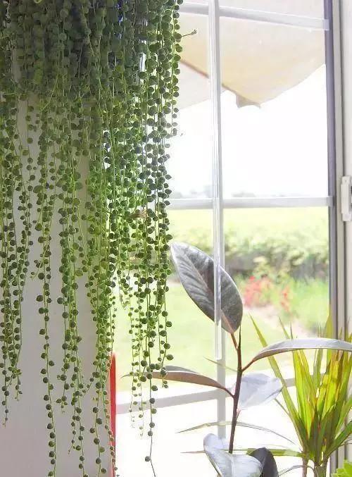 春天在窗台养几样植物窗帘夏天遮阳又清爽