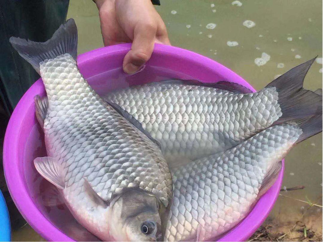 多地出现抢鱼抢虾现象,鲫鱼最高涨1.