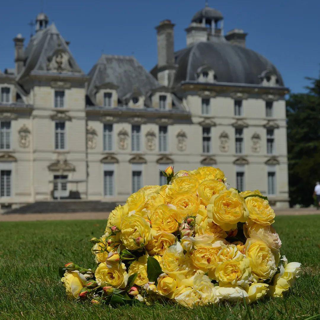 舍韦尼城堡这把"舍韦尼城堡"月季的背景就是舍韦尼城堡本尊.