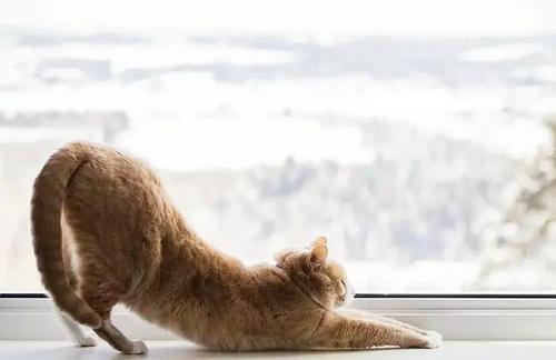 猫科动物伸懒腰图片