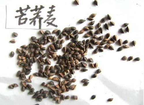 苦荞和荞麦听起来似乎是同一种植物那苦荞和荞麦一样吗