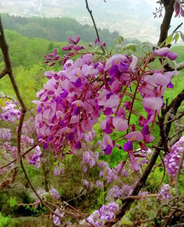 四月到,花期到,各种花都在竞相开放,邹城峄山,千年紫藤花开了!