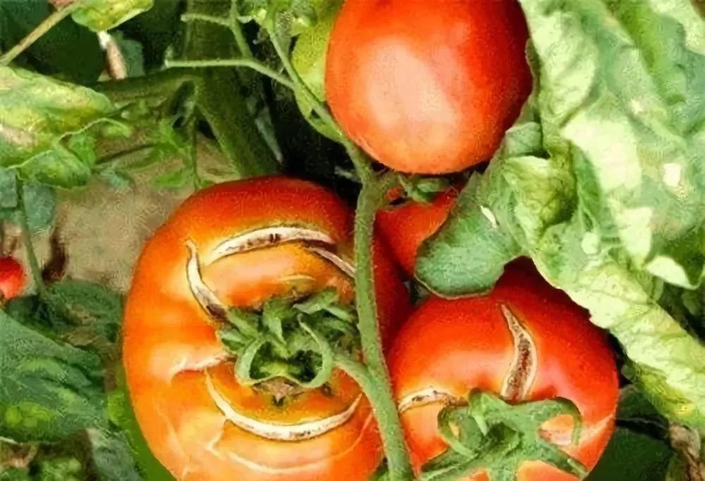 作物缺钙如何辨别这里有答案