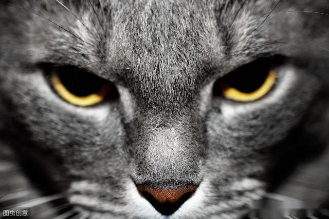 猫霸气的眼神图片图片