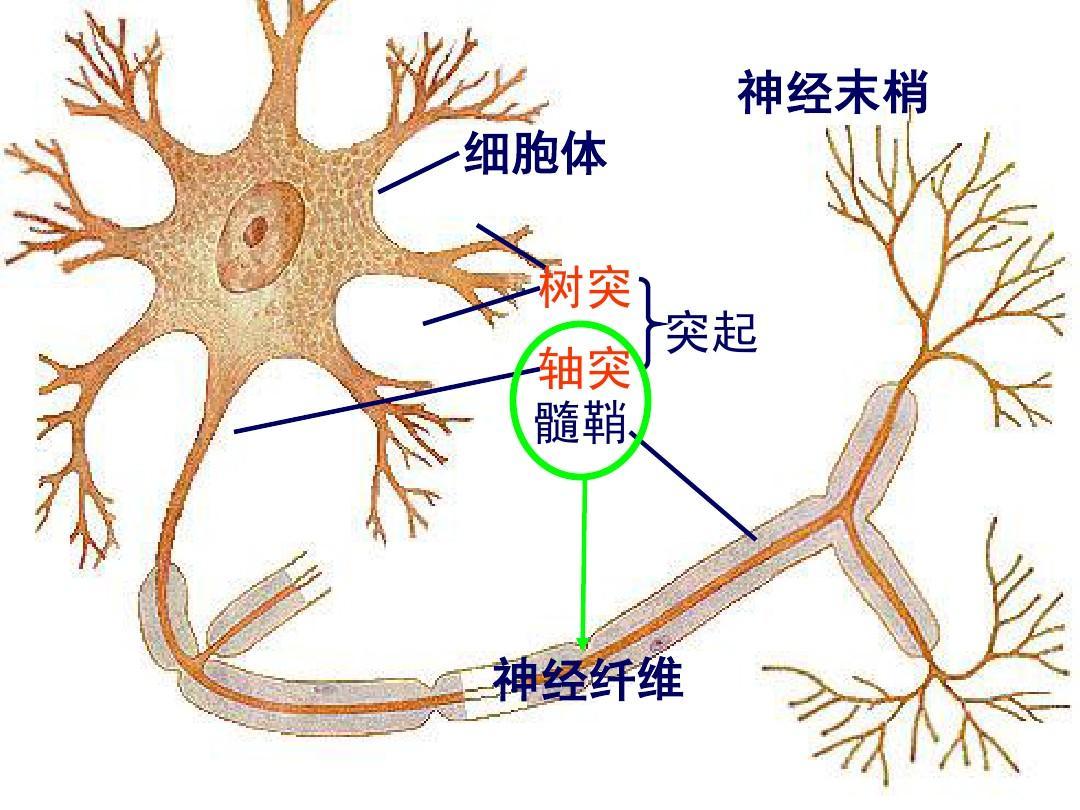 因为婴儿出生的时候并没有完全覆盖神经,所以髓鞘化是神经发育的关键