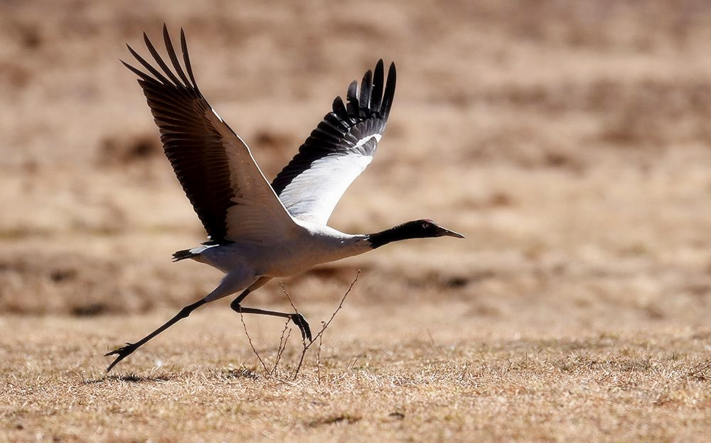 原创谁将成为中国国鸟雪域神鸟黑颈鹤10个理由让你觉得靠谱