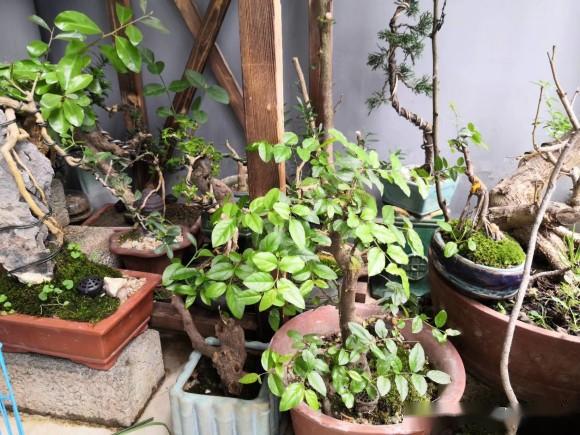 阳台小品,哪棵最好玩?