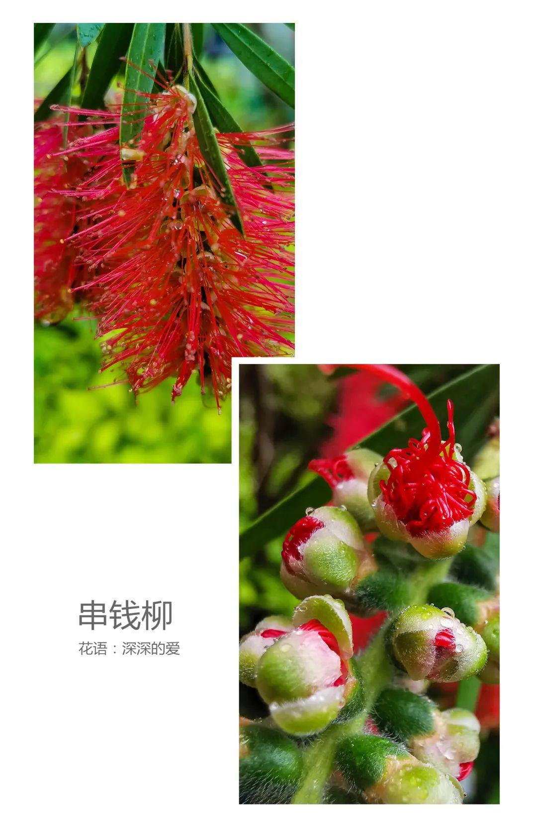 春风吹柳绿,时雨润花红.