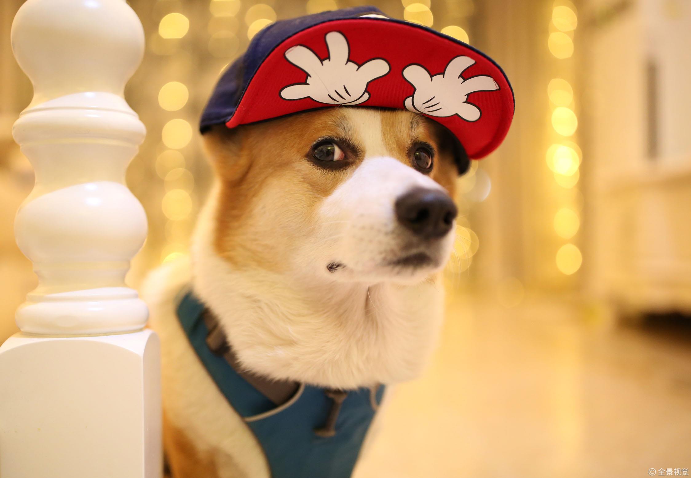 狗狗也有社交恐惧症吉娃娃社恐程度最高柯基相当自来熟