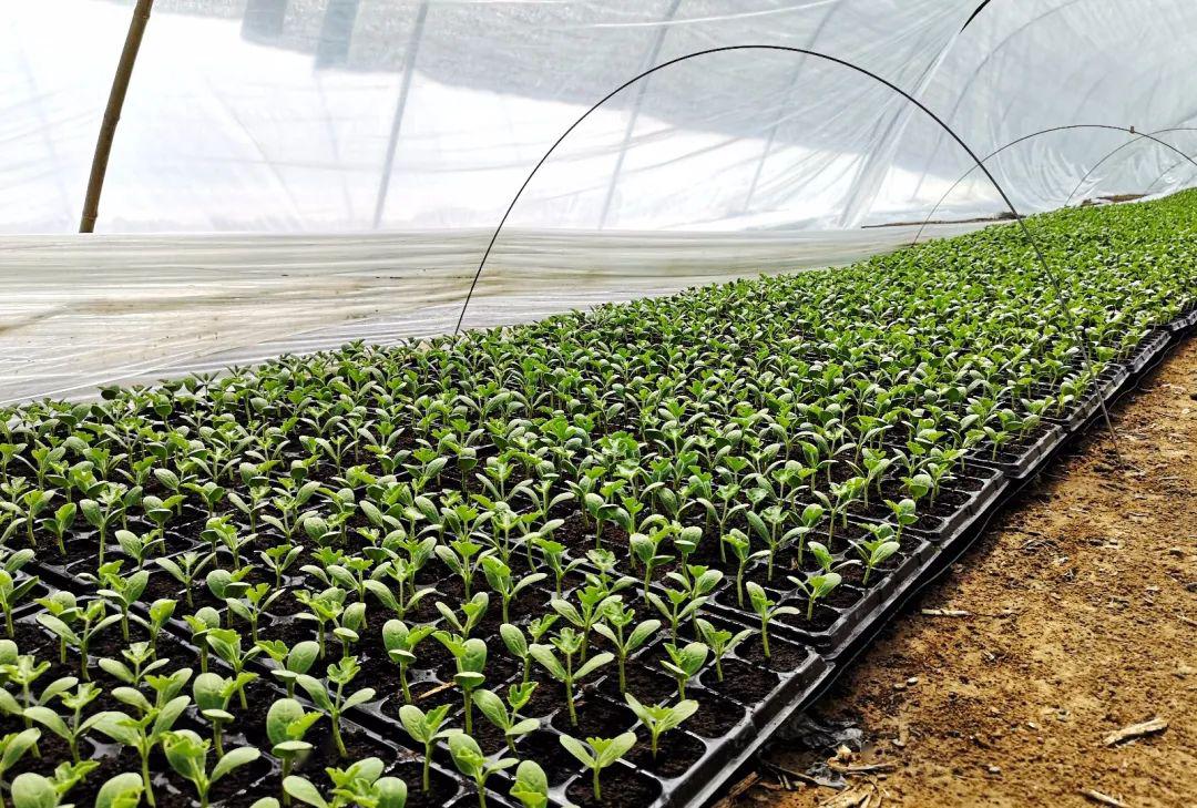 4月15日,记者在榆中县甘草店镇千亩无籽西瓜种植基地看到,4000多个