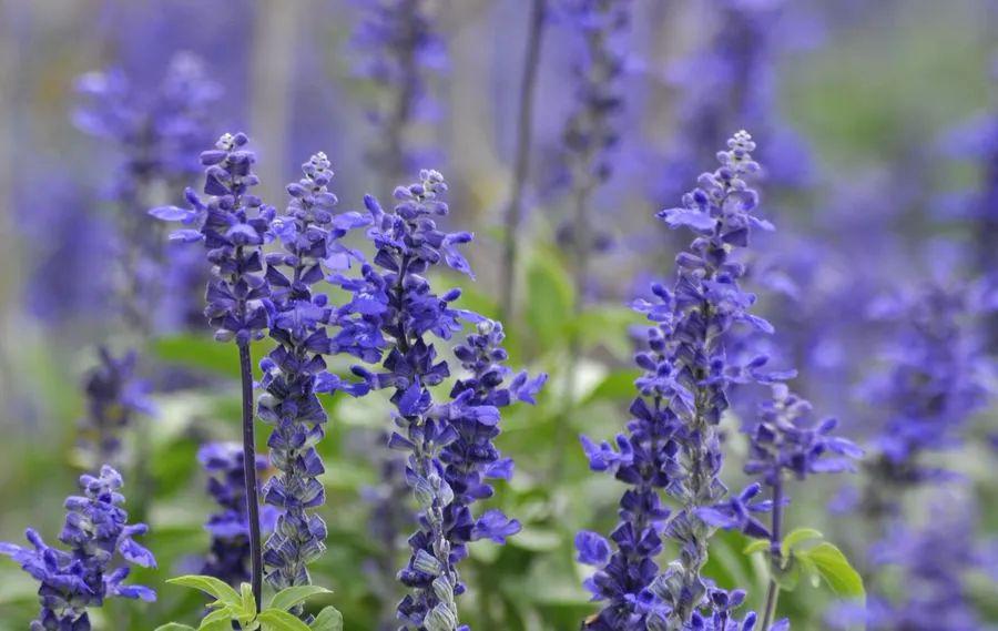 一串蓝(一串蓝的花语)