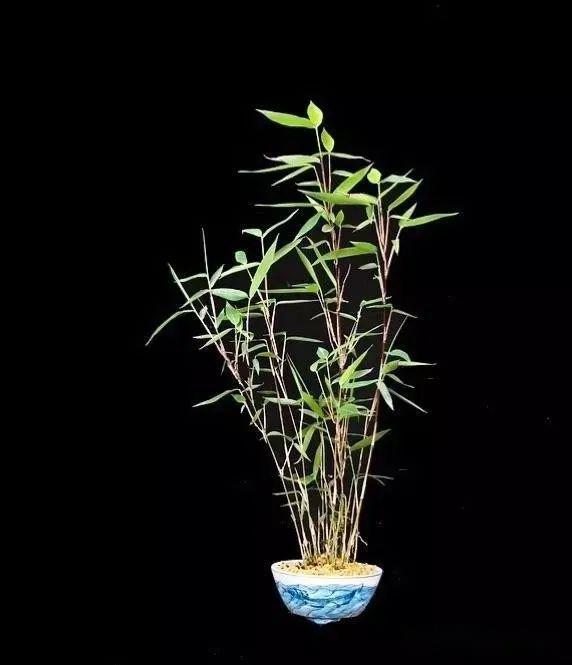 家有雅室养一盆竹盆景