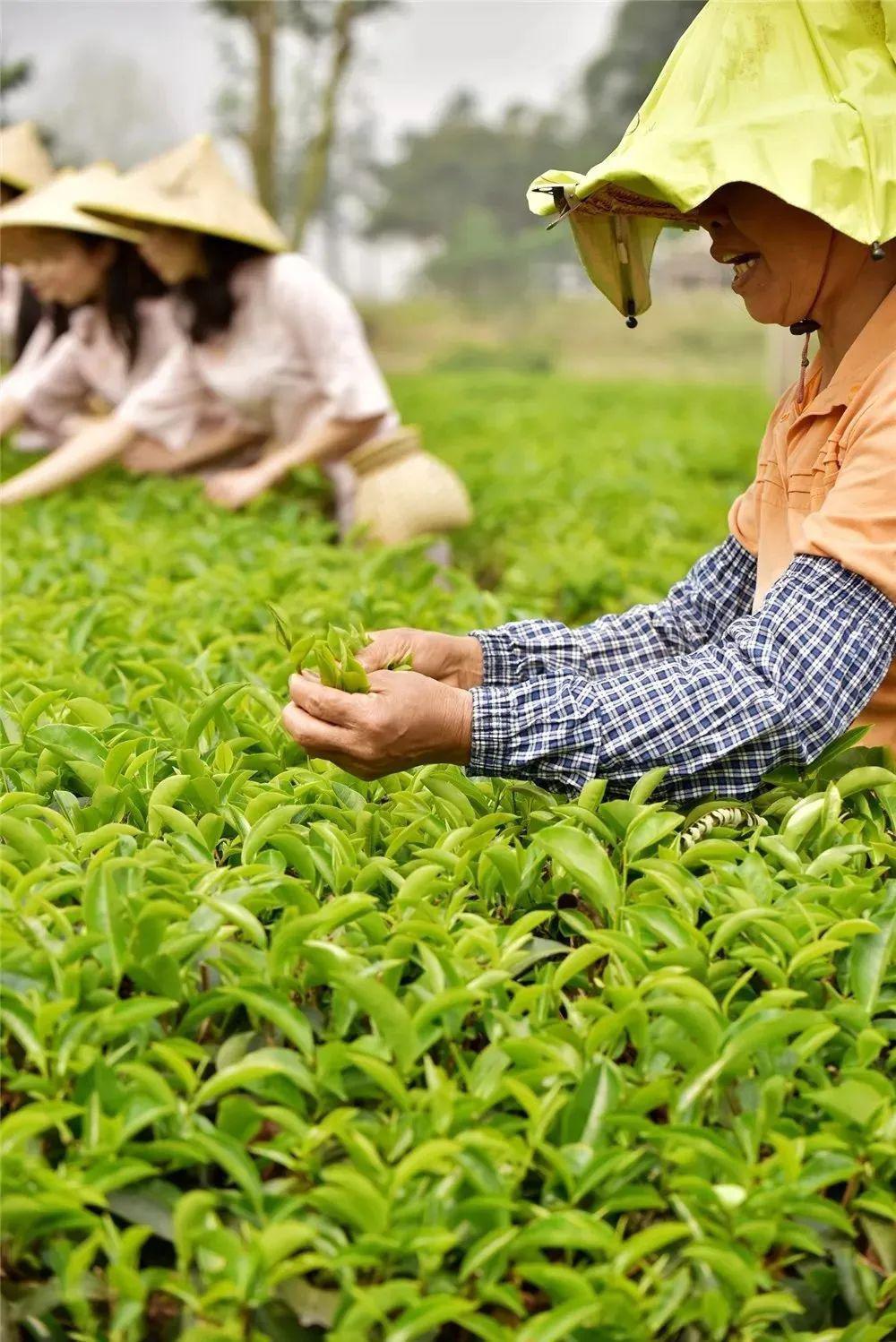 佛山藏了个清新茶场,满目青翠茶树,淡淡茶香弥漫~