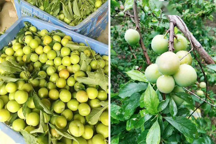 爱吃的人一定要看看!_李子