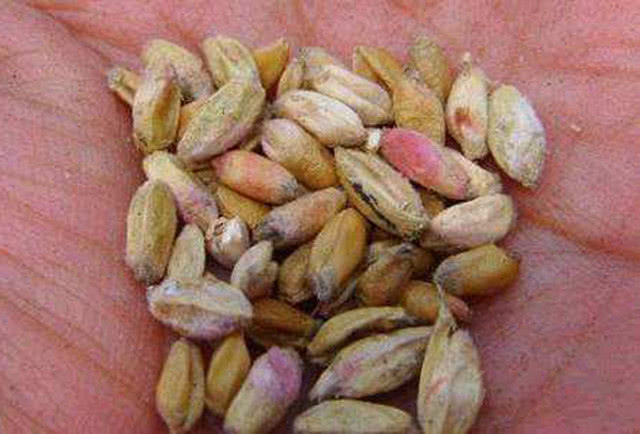 小麦上这种病害需特别关注,可防,可控,不可治,染病后麦粒有毒_赤霉病