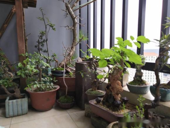 阳台小品,哪棵最好玩?