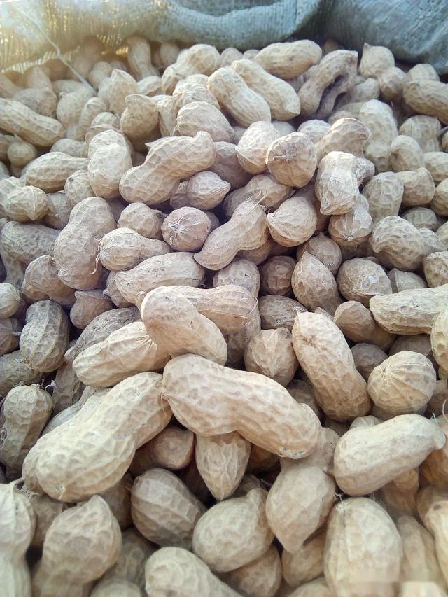 高油酸高产花生新品种豫花37,平均亩产610公斤,远超越美系品种