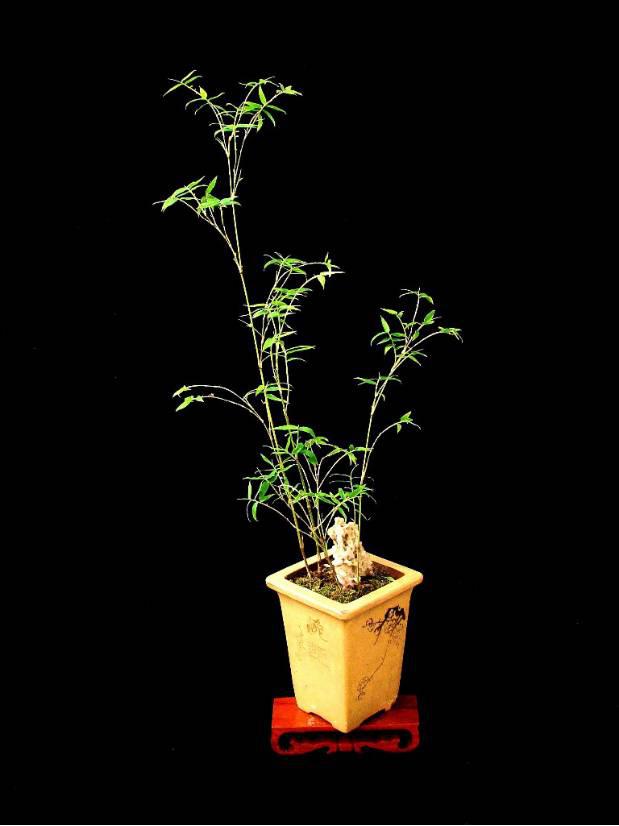 cad制图的80个技巧73 这才叫停车场设计,你那只能叫空地!