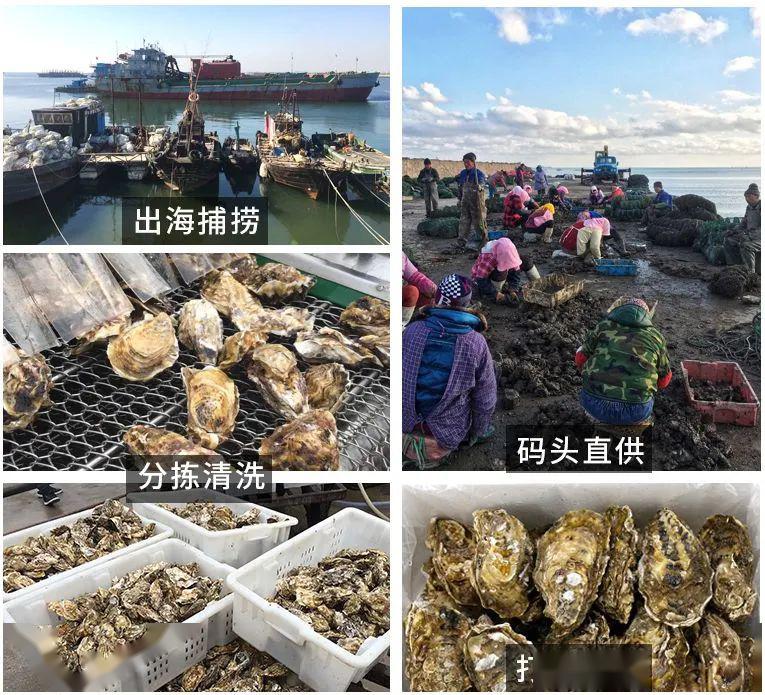 邻居购物 | 乳山生蚝,现捕现捞,肉质细嫩饱满,产地新鲜直送梅陇