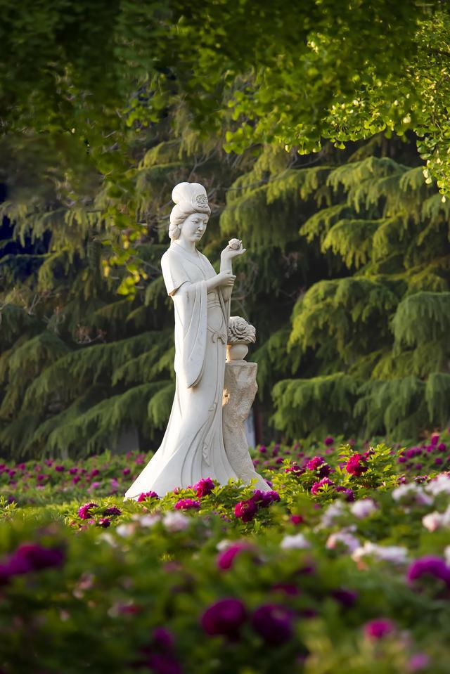 洛阳牡丹花中王意境牡丹惹人醉