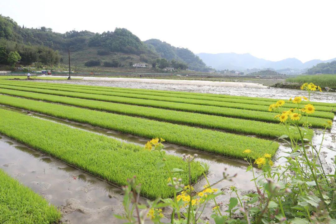 兴文人老家栽秧子了这方法安逸快来看看