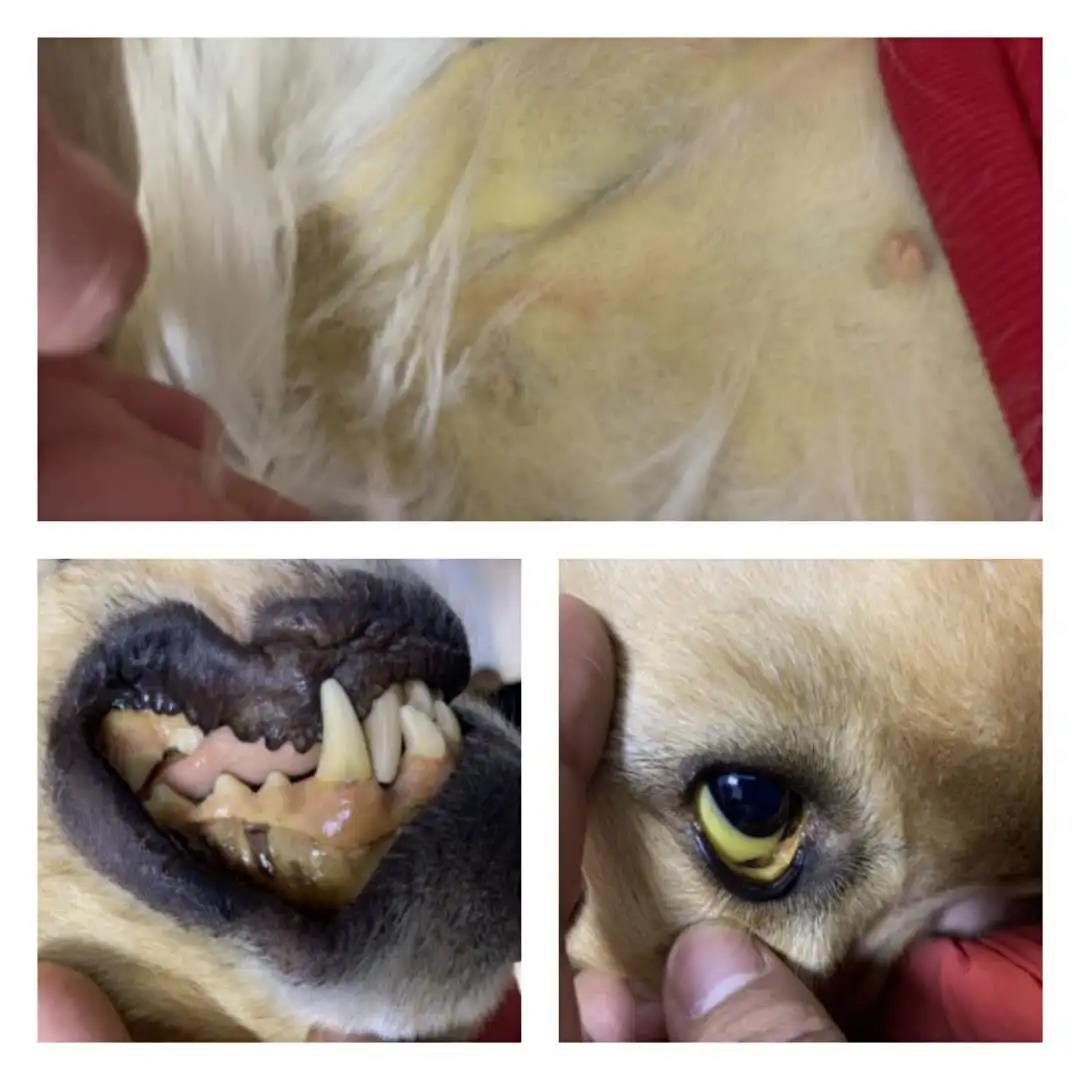 一例犬肝炎型黄疸的治疗方案案例_金毛犬