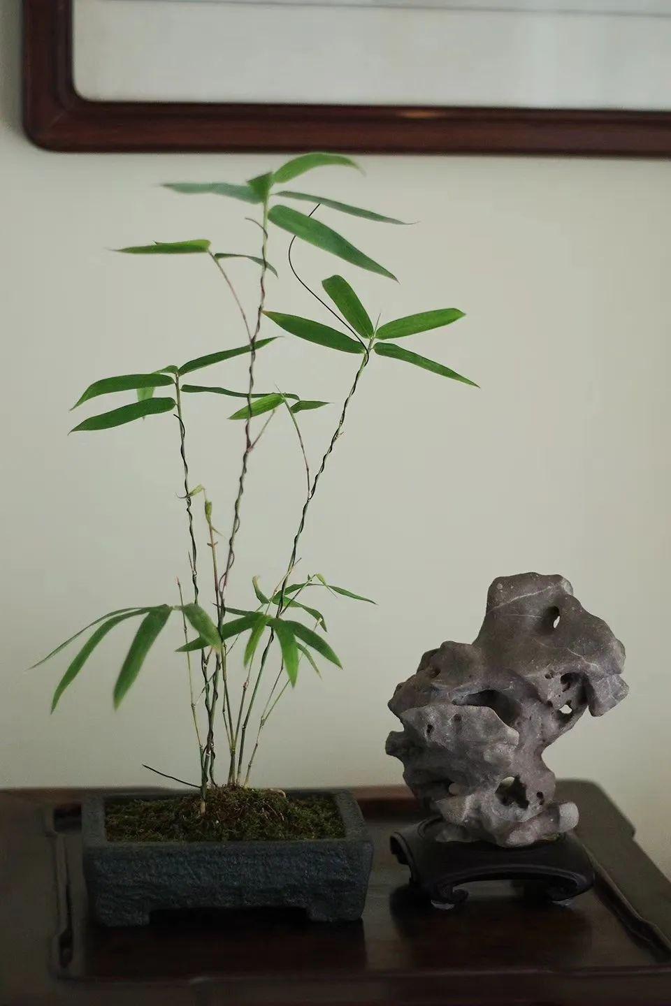 盆栽竹类植物大全图片