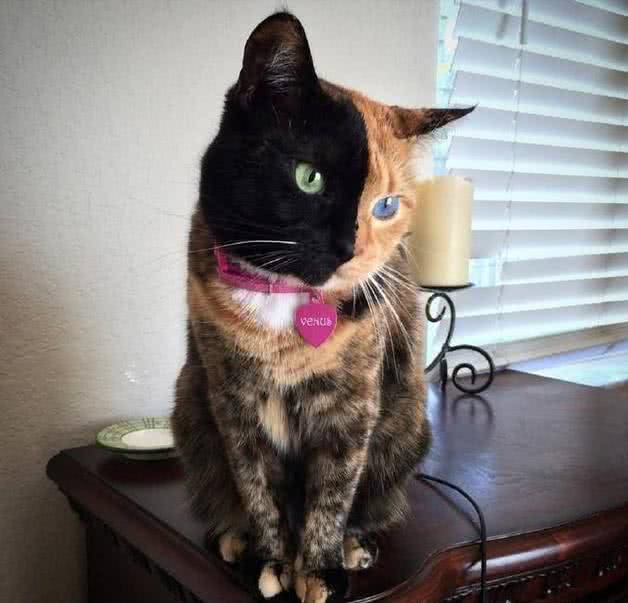 国外一只猫咪火了,橘猫黑猫脱不了关系,姑且就叫黑橘猫吧