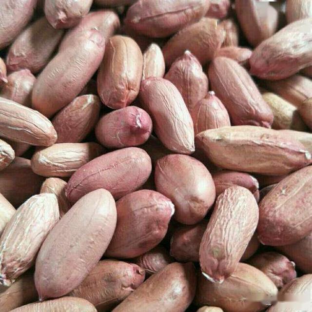 高油酸高产花生新品种豫花37,平均亩产610公斤,远超越美系品种