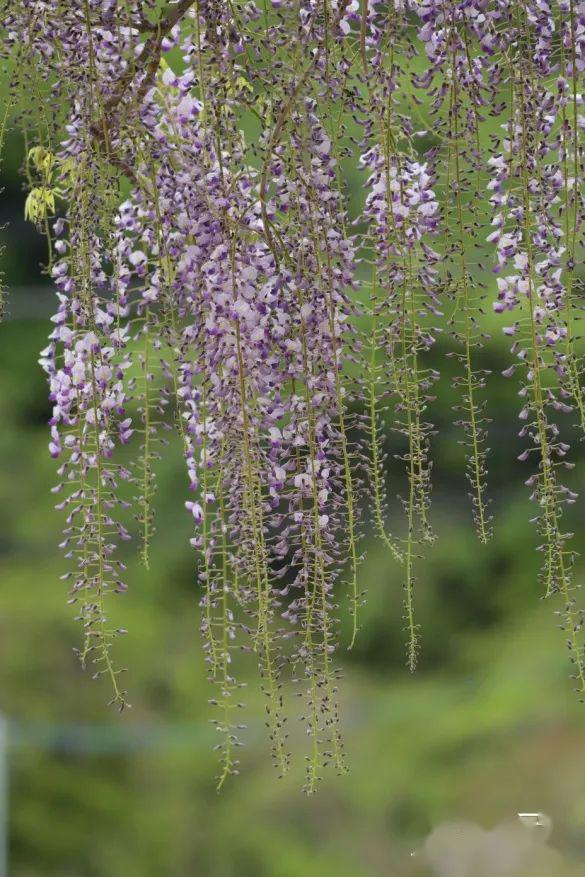 绝对网红!有意境,有故事的长穗花紫藤(海量照片)