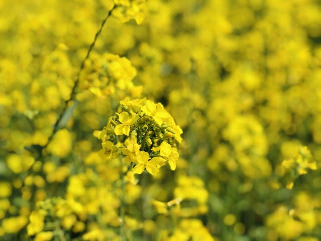 赏千亩油菜花海探访西府老街听民俗赏民风品美食